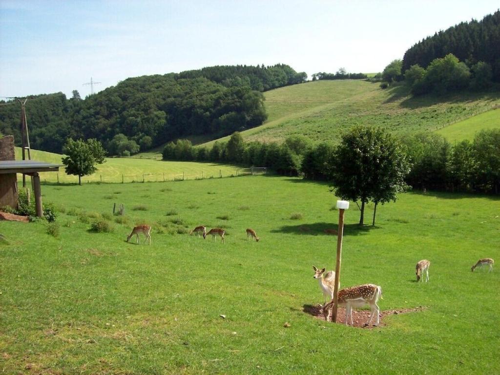 Hof Goerrespesch-Ferien Im Herzen Der Schneifel Schlausenbach Eksteriør bilde